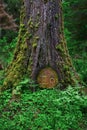 Closeup of Tree in woods with fairy door