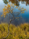 Closeup of a tree with yellow leaves surrounded by greenery reflecting on a lake under sunlight Royalty Free Stock Photo