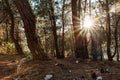 Closeup of trees against the sun, Shivapuri national park