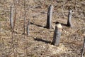 Closeup of trees felled by beavers along hiking trail at Matchedash Bay