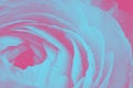 Closeup of a single ranunculus flower detail on a ultra violet, pink and blue duotone background