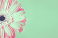 Closeup of mint and soft pink colored daisy flower on green background