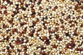 Tricolor Quinoa seeds, edible gluten-free, grain crop in amaranth family