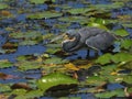 Tricolored heron, Egretta tricolor, closeup. Royalty Free Stock Photo