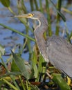 Closeup of a Tricolored Heron in a Florida Wetland Royalty Free Stock Photo