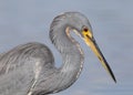 Closeup of a Tricolored Heron - St. Petersburg, Florida