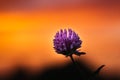 Closeup of the Trifolium pratense, the red clover. Shallow focus. Royalty Free Stock Photo