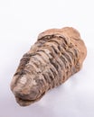 CloseUp of Trilobite arthropod fossil mineralised organism Royalty Free Stock Photo