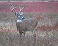 Closeup of a trophy sized buck in a fall meadow Royalty Free Stock Photo