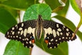 Closeup on tropical butterlfy