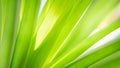 Closeup tropical green leaf textured on blurred background.