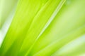 Closeup tropical green leaf textured on blurred background.