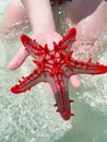 Closeup of a tropical marine creature, Zanzibar. musky hands hold a red starfish