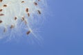 Closeup of Tropical Milkweed plant seeds dispersing