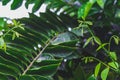 Closeup tropical nature view of Ylang-Ylang green leaf with rain drop after rain fall Royalty Free Stock Photo