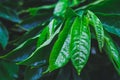 Closeup tropical nature view of Ylang-Ylang green leaf with rain drop after rain fall Royalty Free Stock Photo