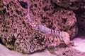 Closeup of a tropical ornate spiny rock lobster walking over a stone under the water