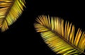 Closeup, Tropical palm gold yellow colour leaf isolated on black background for design or stock photos, summer plant, flora