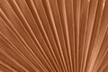 Closeup of tropical palm leaf pattern in trendy warm colors. Minimalism composition. Color of the Year 2024. Peach Fuzz