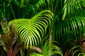Closeup Tropical palm leaves