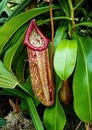 Closeup of a Tropical pitcher plant in the luch forest Royalty Free Stock Photo
