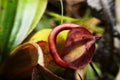 Closeup of tropical pitcher plant Royalty Free Stock Photo