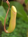 Closeup Tropical pitcher plants Nepenthes Dumort in garden with soft focus and green blurred background