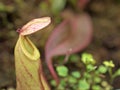 Closeup Tropical pitcher plants Nepenthes Dumort in garden with soft focus and green blurred background