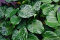 Closeup of a tropical plant Alocasia cucullata, green leaves wallpaper Royalty Free Stock Photo