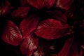 Closeup tropical purple leaves nature in the garden and dark tone background concept