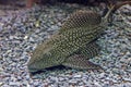 Closeup of a tropical redtail catfish, swimming in an aquarium. Royalty Free Stock Photo