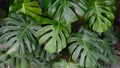 Closeup of tropical Swiss cheese plant or split-leaf philodendron (Monstera deliciosa Liebm) Royalty Free Stock Photo