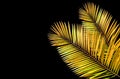 Closeup, Tropical two gold color palm leaf frame isolated on black background for design or stock photos, summer plant, flora Royalty Free Stock Photo