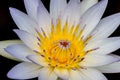 Closeup of a Tropical White Water Lily Flower (Nymphaeaceae)