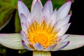 Closeup of a Tropical White Water Lily Flower (Nymphaeaceae)