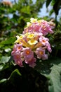 Closeup of Trumpet Flowerets