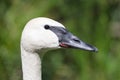 Closeup of a trumpeter swan cygnet Royalty Free Stock Photo