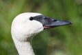 Closeup of a trumpeter swan cygnet Royalty Free Stock Photo