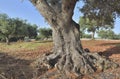 closeup on trunk of big old olive tree in a field Royalty Free Stock Photo