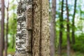 Closeup of the trunk of a birch tree. Old, torn birch bark Royalty Free Stock Photo