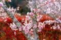 Closeup of pink sakura cherry blossom branches blooming on the tree trunk on red autumn trees background in Japan. Royalty Free Stock Photo