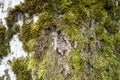 Closeup trunk of tree, overgrown with green moss on the north side. Texture. Royalty Free Stock Photo