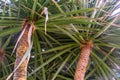 Closeup of the trunks and leaves of a dragon tree, popular plant specie with a vulnerable status, Native to the Canary Islands Royalty Free Stock Photo