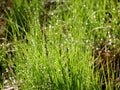 Closeup of a tuft of grass with many water drops on it. Royalty Free Stock Photo