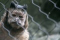 Closeup of a Tufted capuchin behind the fences surrounded by greenery in a zoo Royalty Free Stock Photo