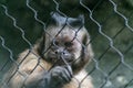 Closeup of a Tufted capuchin behind metallic fences surrounded by greenery in a zoo Royalty Free Stock Photo