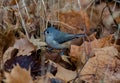 Closeup of a Tufted titmouse perched on dry leaves