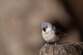 Closeup of a Tufted titmouse perched on a tree stump