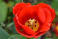 Closeup tulip flower