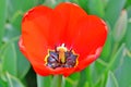 Closeup tulip flower